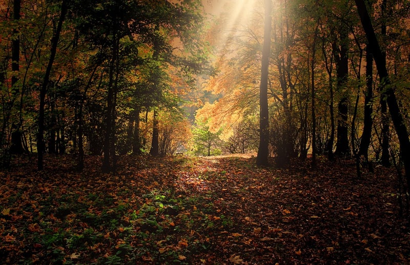 Fall Foliage