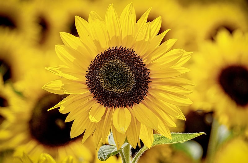 Sunflower in Summer