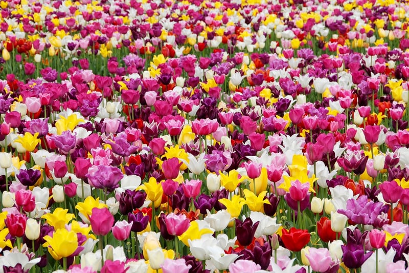 Tulips in Spring